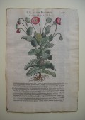 Giardino dei libri dimenticati