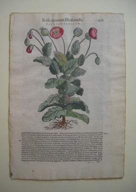 Giardino dei libri dimenticati
